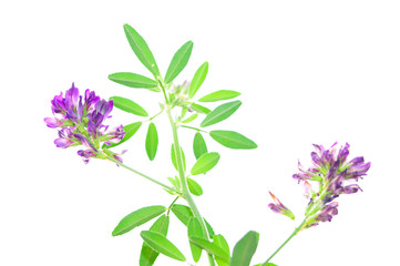Fototapeta na wymiar Violet flower on a pure white background