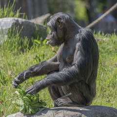 Playful chimpanzee portrait close up at open resort