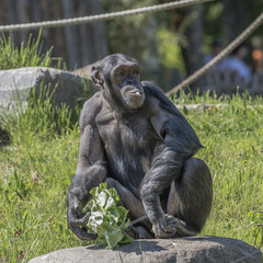 Playful chimpanzee portrait close up at open resort