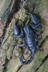 Closeup view of a scorpion in nature. top view