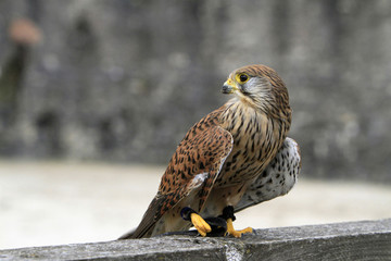 Faucon. The legend of the knights. The medieval festival of Provins.