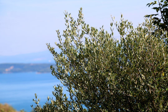 Beautiful big olive tree in Dalmatia, Croatia. Sea and bright sky in the background. Selective focus.