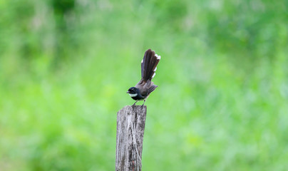 Malaysian Pied Fantail (Rhipidura javanica). Birds commonly foun