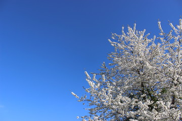 Wallpaper Bl&uuml;hender Baum