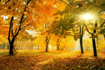 Fotobehang Herfst kleurrijke bomen in zonnig herfstbos. natuurlijke achtergrond