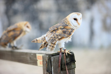 Chouette effraie. The legend of the knights. The medieval festival of Provins.