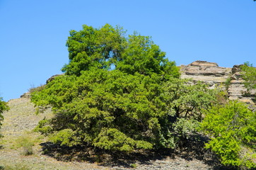 Скальная гряда в окружении флоры.