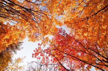 colorful tree branches in sunny forest, autumn natural background