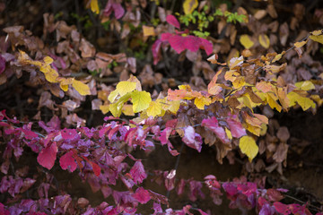 Obraz premium Autumn at Churet, Mazandaran, Iran