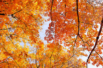 colorful tree branches in sunny forest, autumn natural background