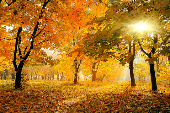 colorful trees in sunny autumn forest. natural background