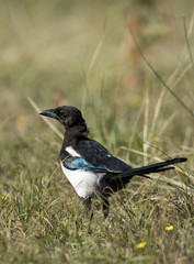 Eurasian Magpie, Common Magpie, Pica Pica