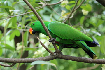 Green Feather Lory