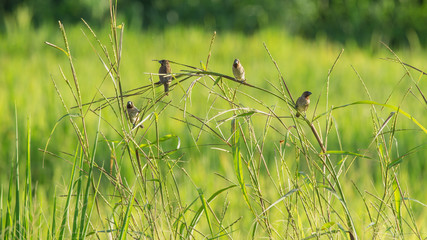 Small brown bird on branch found in Thailand (Lonchura punctulata)