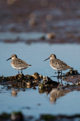 Dunlin, Calidris alpine