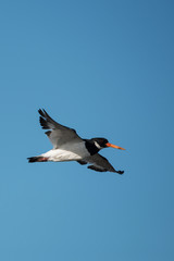Eurasian Oystercatcher, Haematopus ostralegus