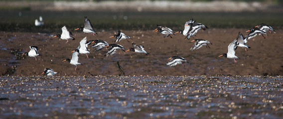 Eurasian Oystercatcher, Haematopus ostralegus