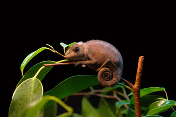 Baby Chameleon on the branch