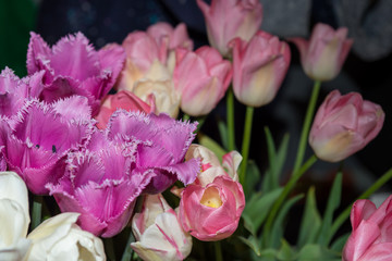 White tulips, purple and pink