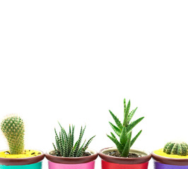 The cactus white background.