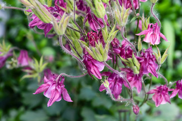 Aquilegia, flowers pink