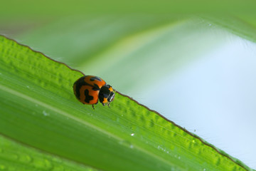 Fototapeta premium Ladybug in Southeast Asia.