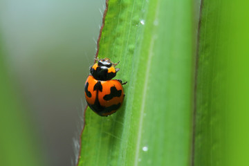 Ladybug in Southeast Asia.
