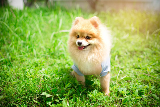 Dog pomeranian spitz smiling furry coat sitting in a park.