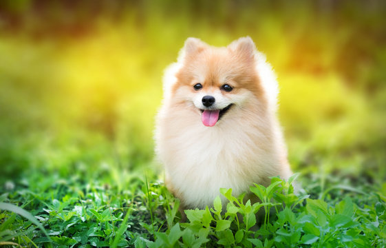 cute fluffy Pomeranian dog sitting in a spring park surrounded b