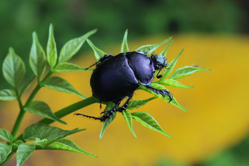 Purple Beetle in Southeast Asia.
