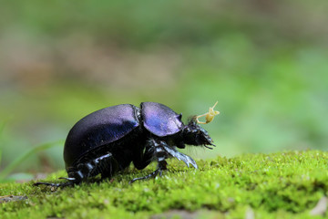 Purple Beetle in Southeast Asia.