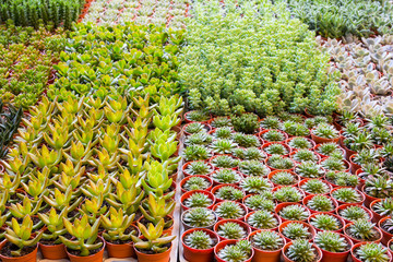  cactuses of various  in the flower market