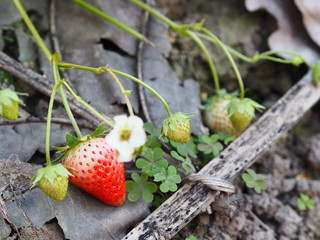 Strawberries
