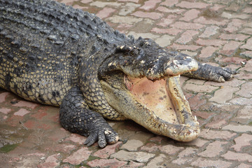 Crocodile