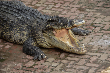 Fototapeta premium Crocodile