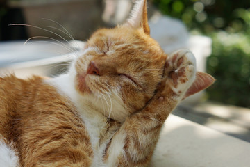 毛づくろいをする茶猫