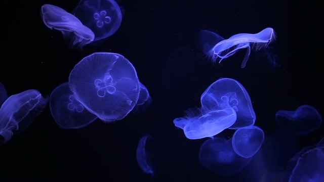 floating Moon jellyfish (Aurelia aurita) in deep blue ocean