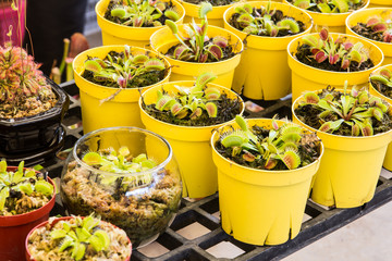 Carnivorous plant in pot. Venus flytrap