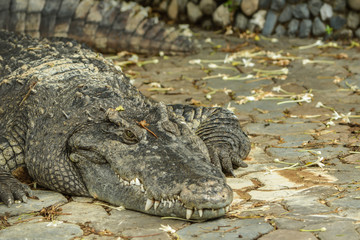 Crocodile