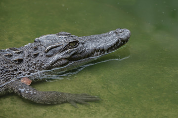 Crocodile