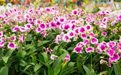 pink orchid flowers in the garden