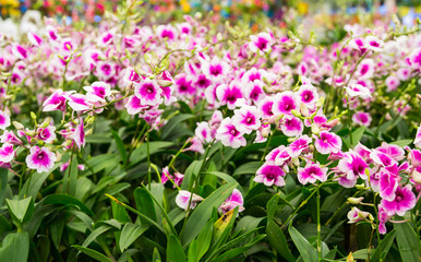Fototapeta premium pink orchid flowers in the garden