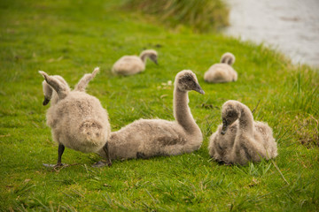 Swan cygnets