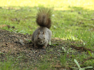 四つん這いになったエゾリス