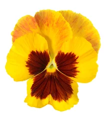 Foto auf Acrylglas Pansies gelbe Stiefmütterchenblume
