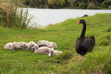 Naklejka premium Black swans with cygnets