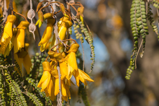 detail of kowhai tree flower in springtime