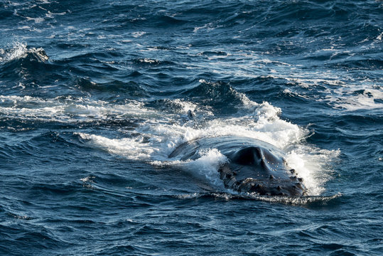 Baleine à bosse, Megaptera novaeangliae, Shetland du Sud, Antarctique