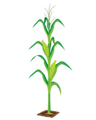 corn plant vector design