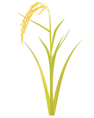 rice plant vector design
